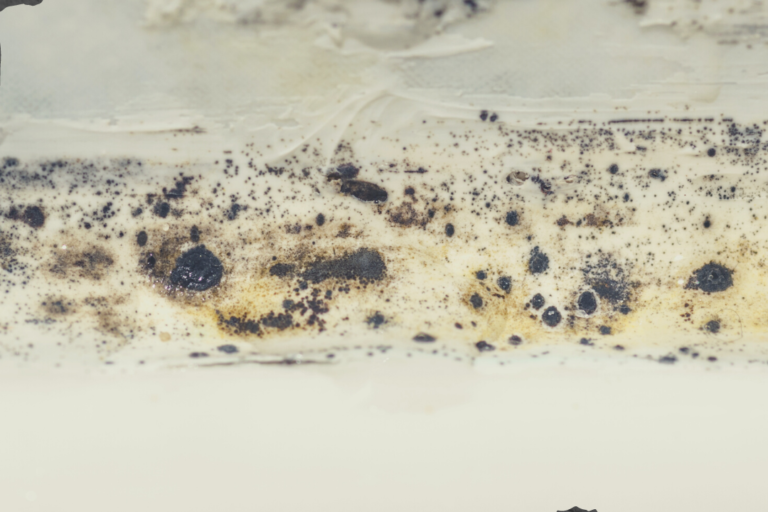 Mold Testing Inspections