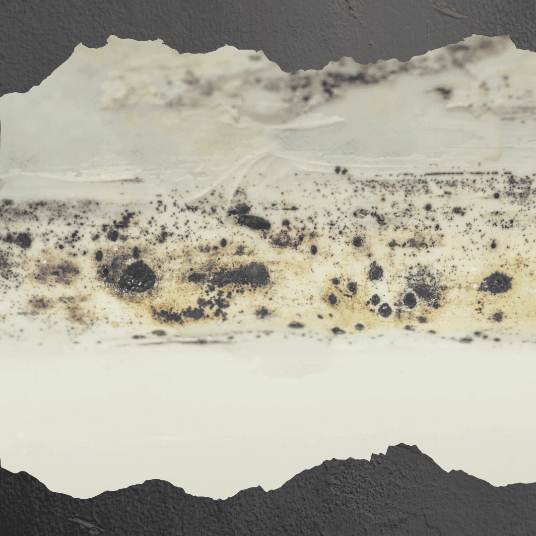 Mold Testing Inspections