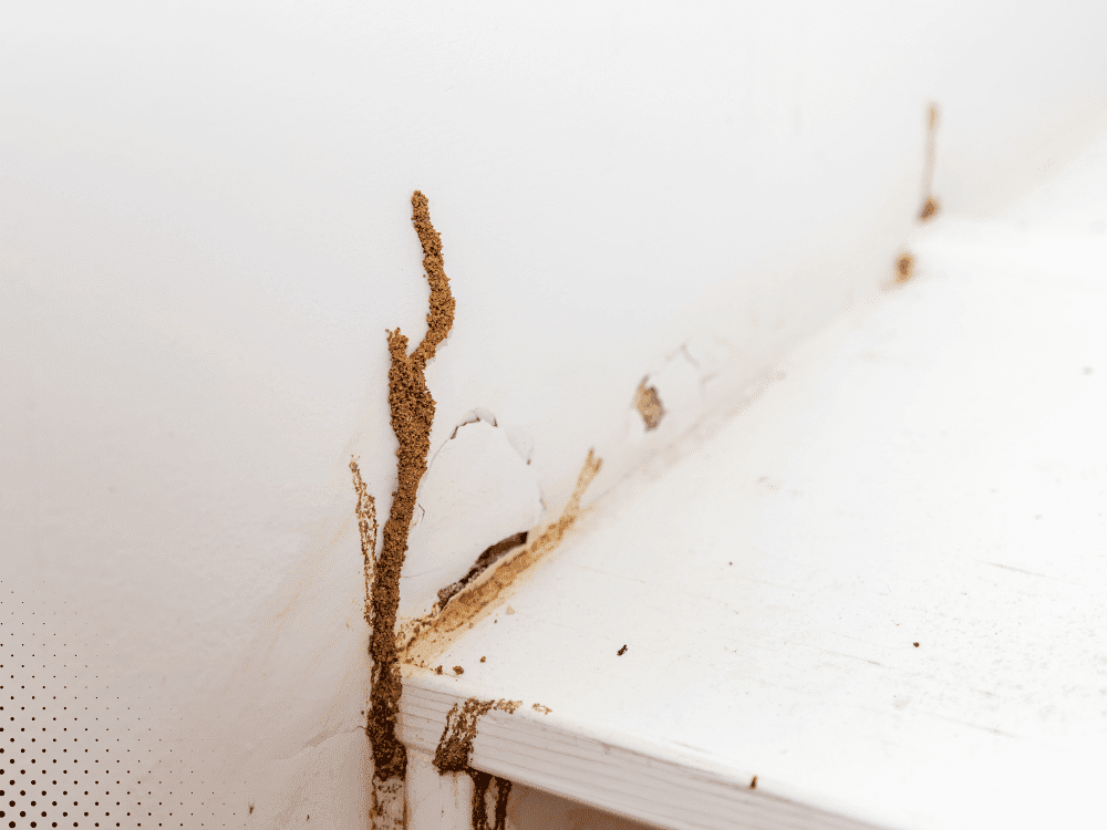 Close-up of termite trails and damage along baseboard in Lafayette home inspected by Acadiana Home Inspectors.