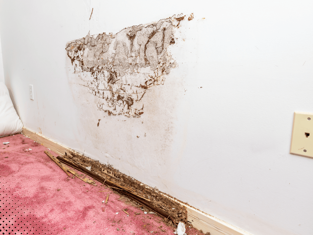 Extensive termite damage along wall and baseboard of Lafayette, LA property reviewed during professional home inspection.